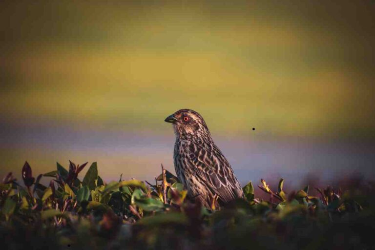 Are Birds Mammals? Unveiling the Differences Between Birds and Mammals