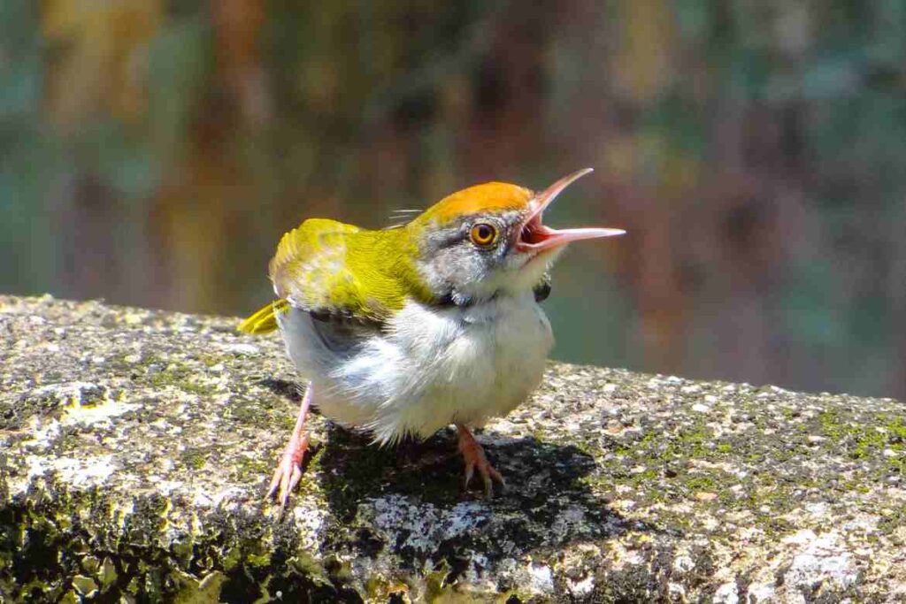 Biblical meaning of birds chirping at night