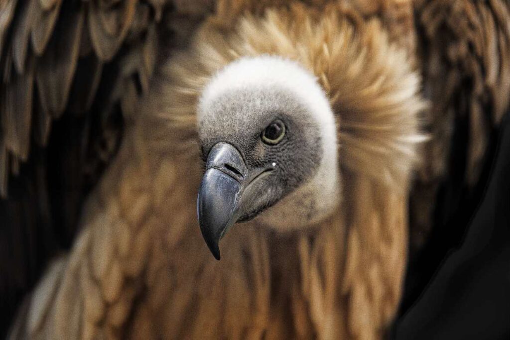 Black Vulture vs Turkey Vulture