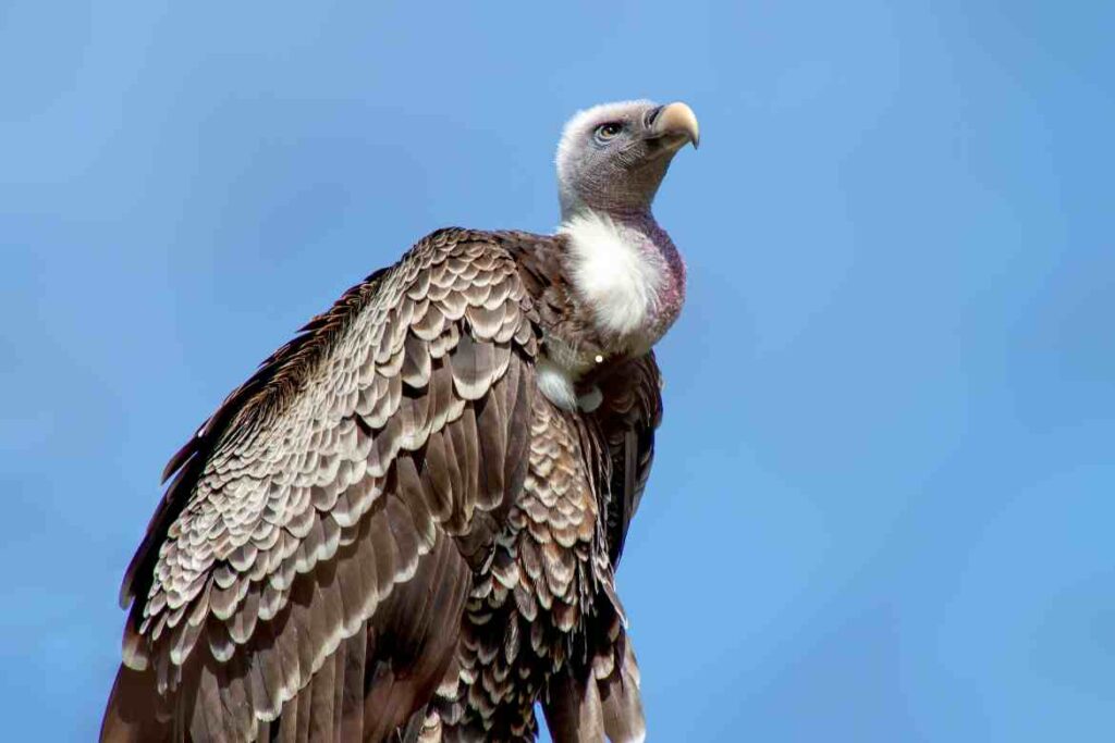 Black Vulture vs Turkey Vulture