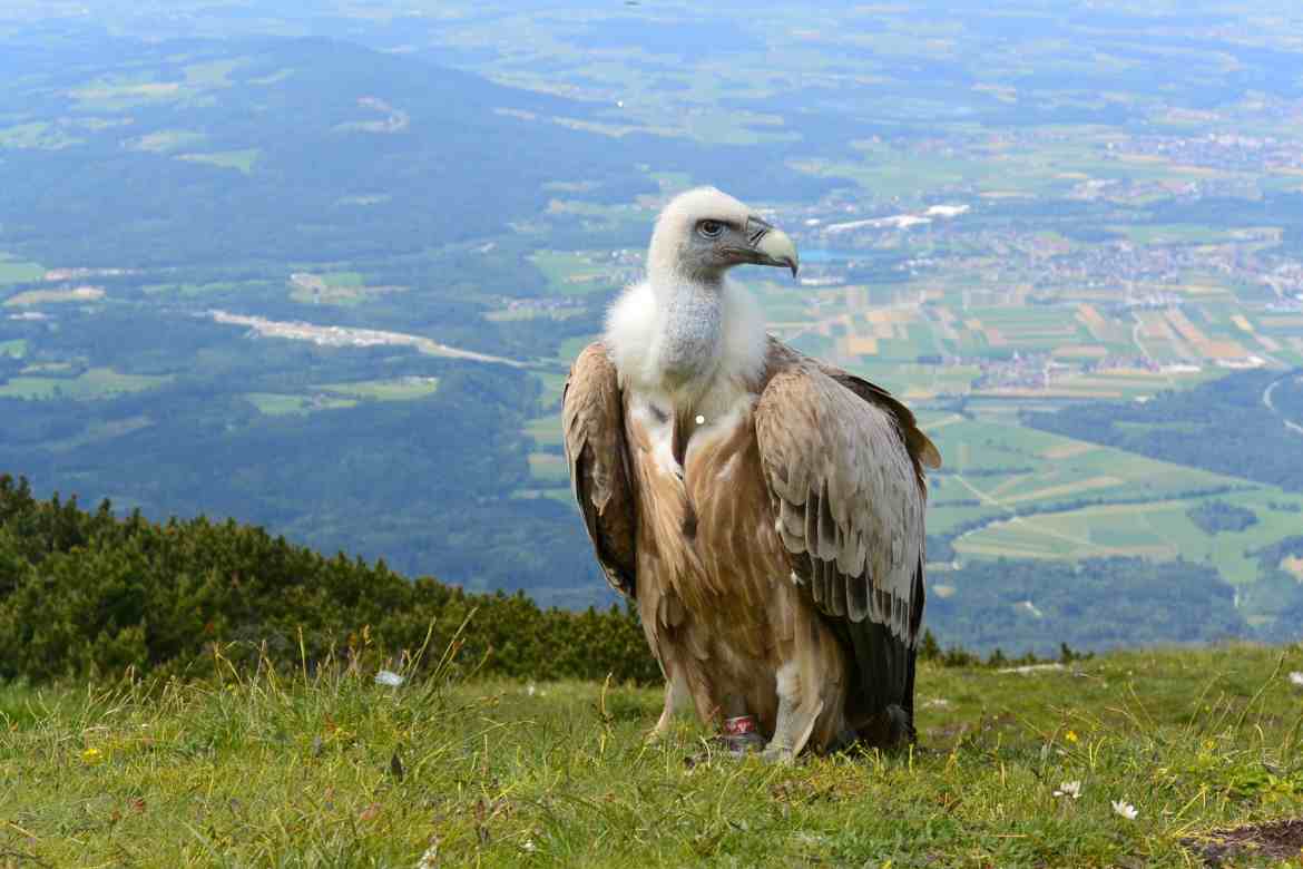 Black Vulture vs Turkey Vulture