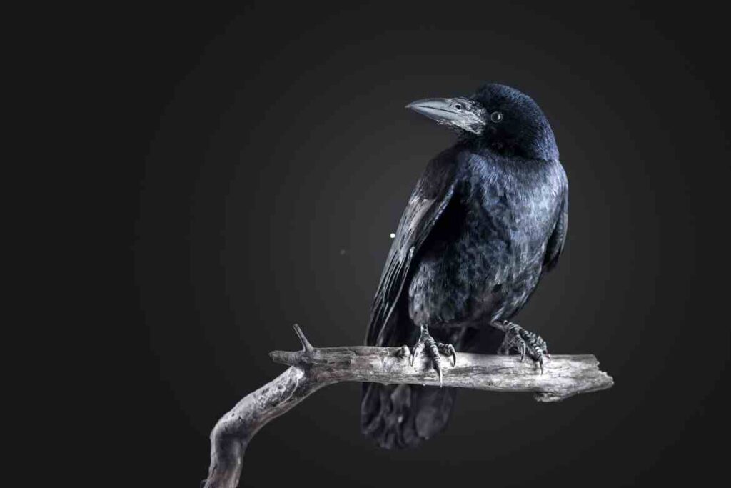 Can Crows Talk?