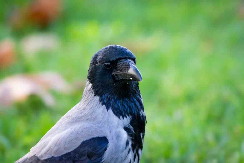 Can Crows Talk?