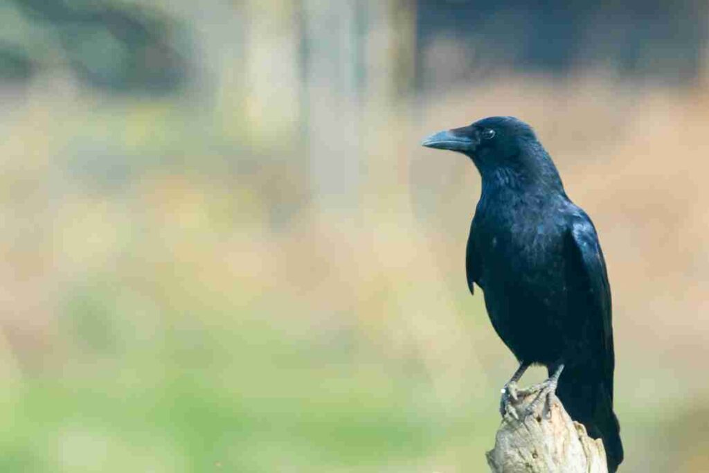 Can You Teach A Crow To Talk?