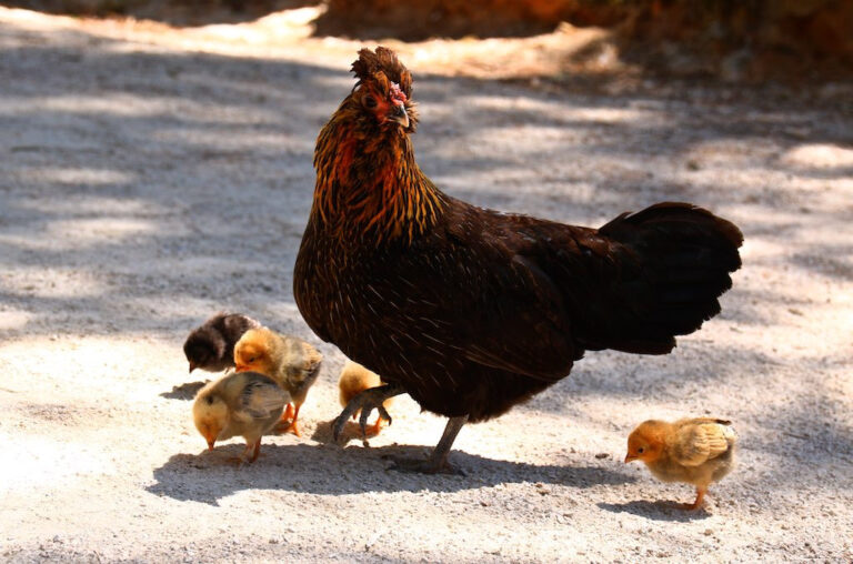 Is a Chicken a Mammal? Understanding the Classification of Chickens