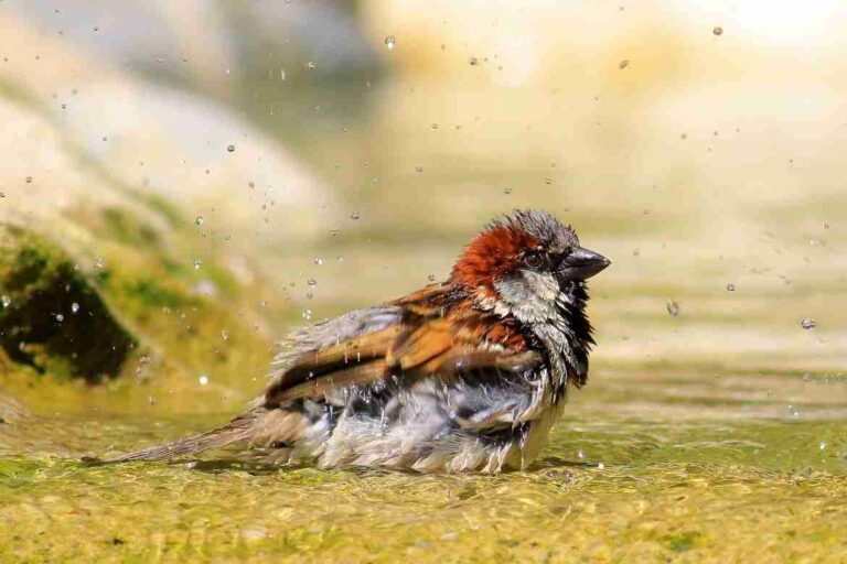 Sparrow Symbolism – The Meaning of These Modest Birds