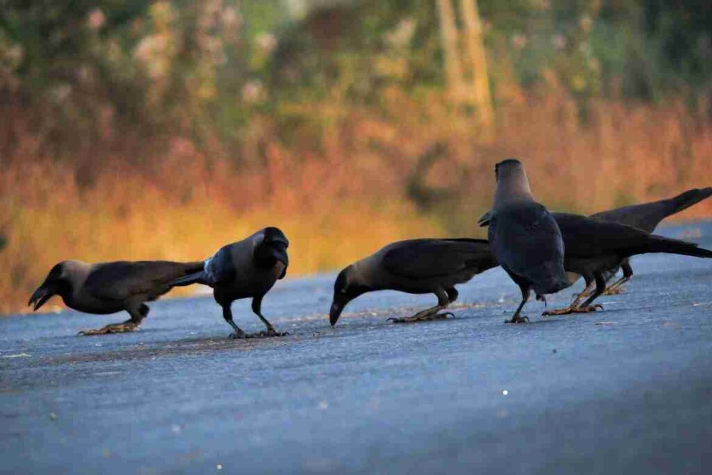 Crows in the Wild: Natural Diet