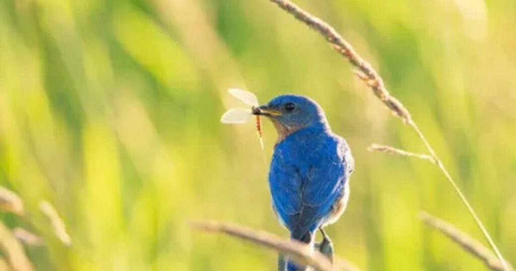 Do Birds Eat Butterflies in the UK