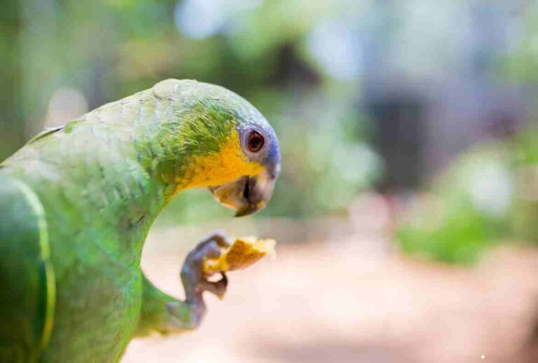 Do Birds Eat Potatoes? Exploring the Avian Diet