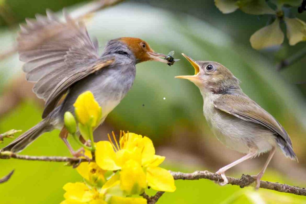 Do Birds Eat Spiders?