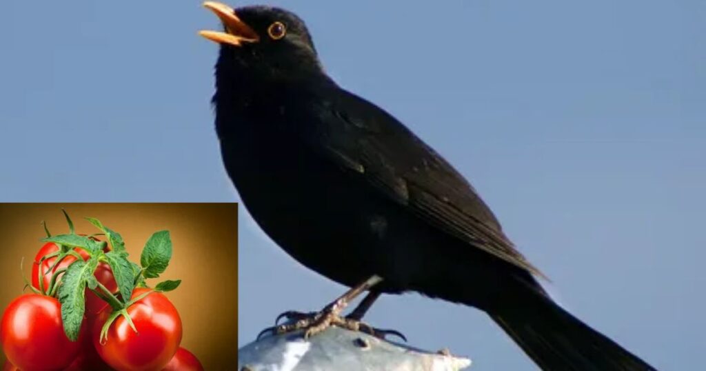 Do Birds Eat Tomato Plants