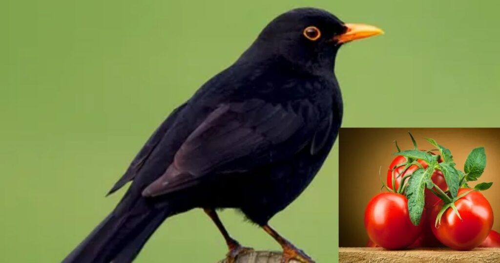 Do Birds Eat Tomatoes in the UK