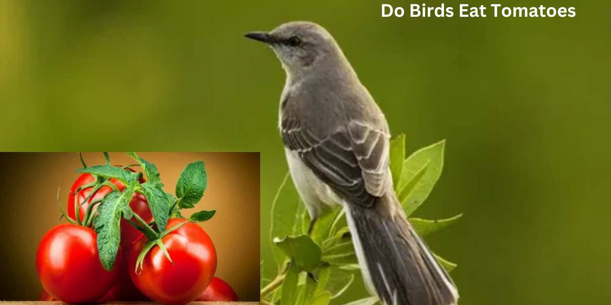 Do Birds Eat Tomatoes