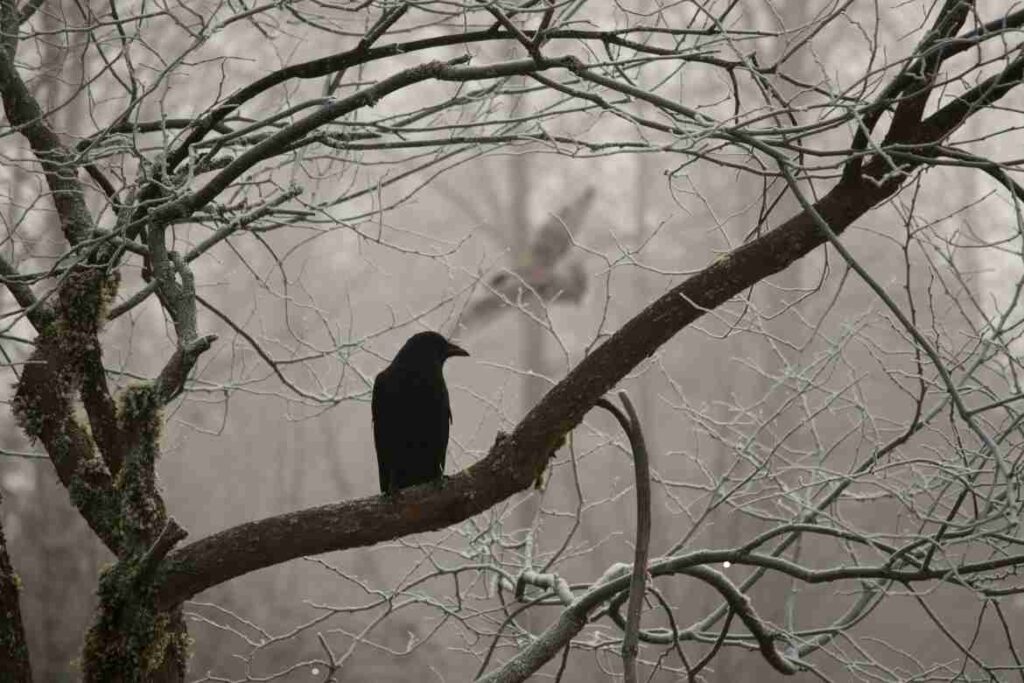 How Do Crows Communicate?