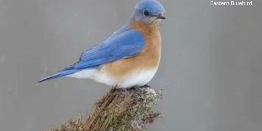 Eastern Bluebird