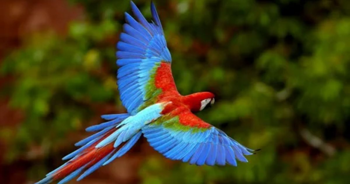 How Long Do Parrots Live