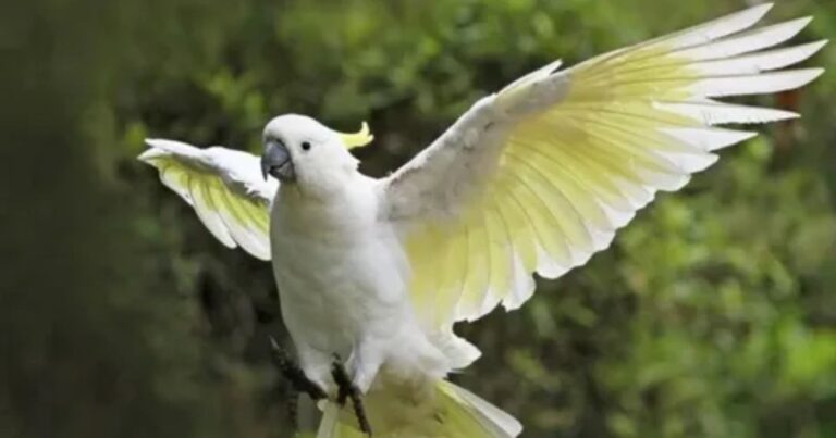 How Much Are Cockatoo Birds