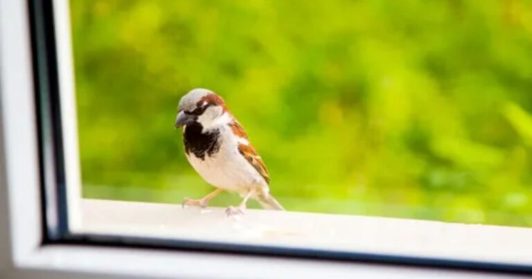 How to Stop Birds from Flying into Windows_