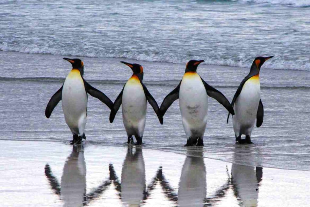 Inside a Penguin's Mouth: An Intriguing View