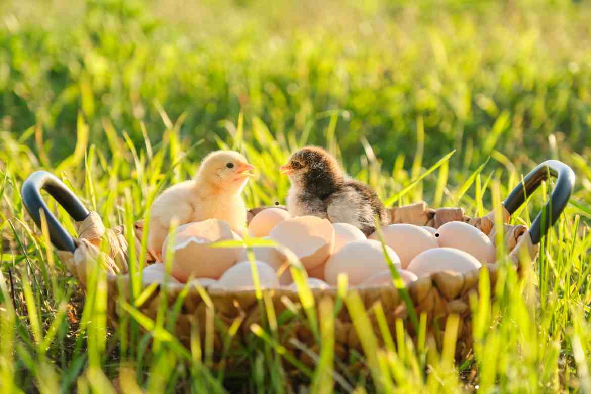 Is a Chicken a Mammal? Understanding the Classification of Chickens