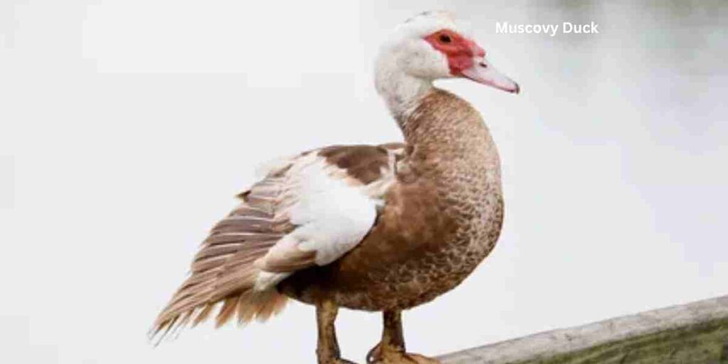  Muscovy Duck