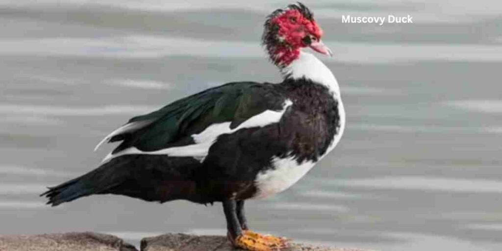 Muscovy Duck in Florida