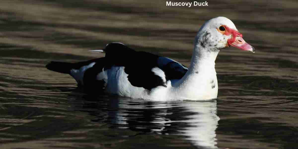 Muscovy Duck