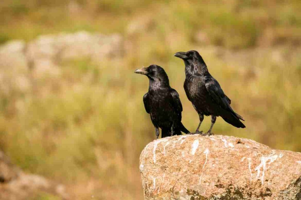 Overview of a Crow's Diet