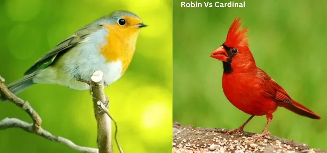 Robin Vs Cardinal