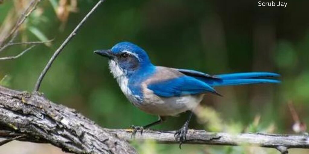 Scrub Jay