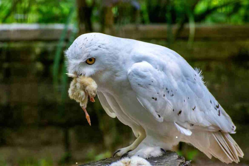 Squirrels Prey on Owls, Too: