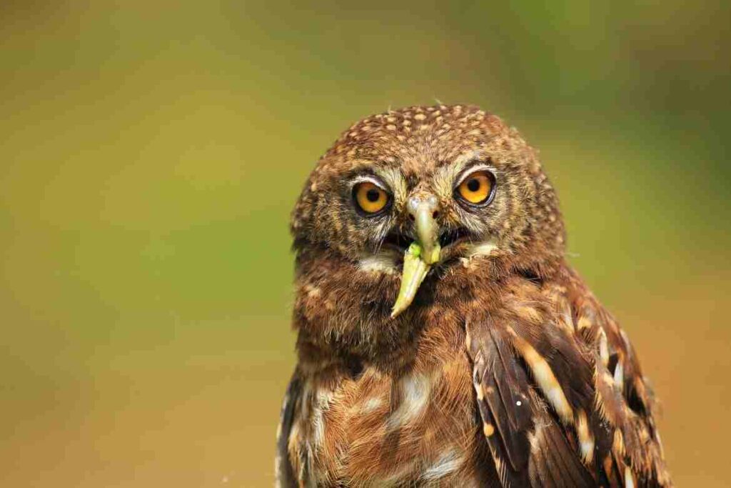 what does an owl eat?