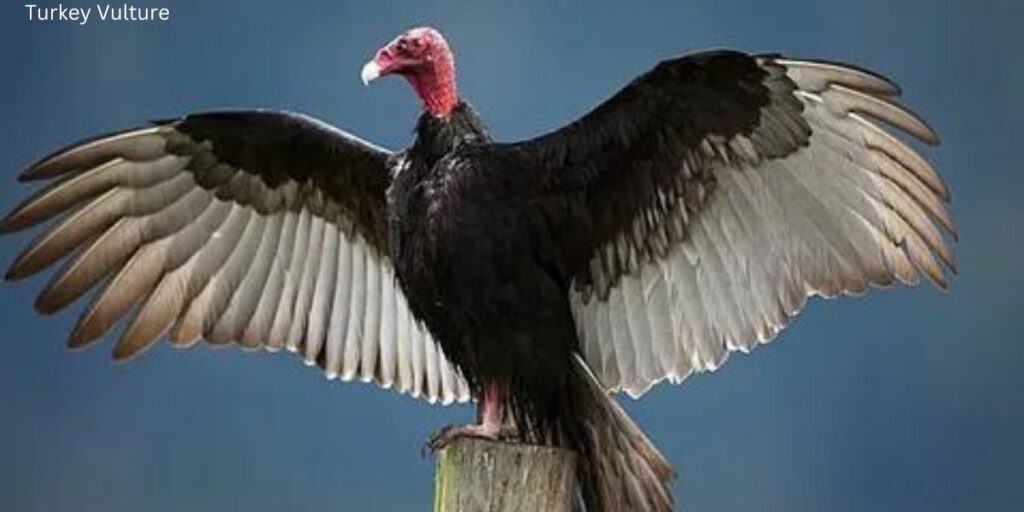 Turkey Vulture