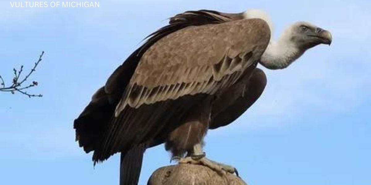 Vulture Of Michigan