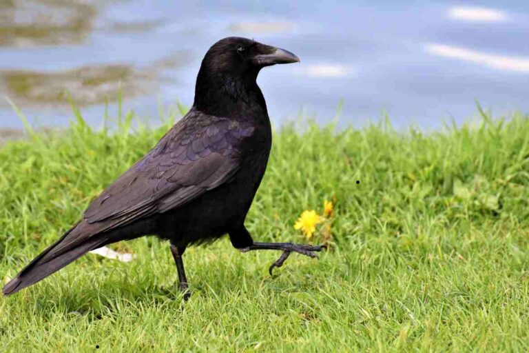 What Animals Do crows eat?