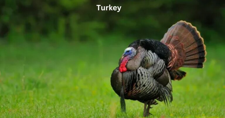 What Is a Group of Turkeys Called