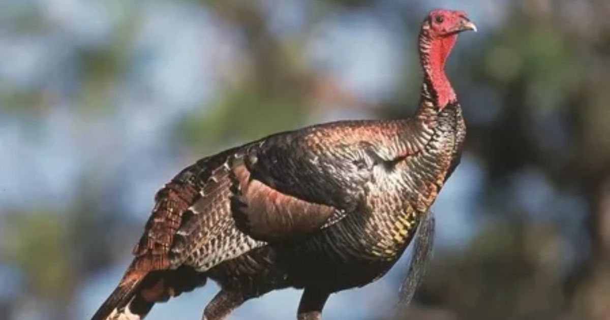 What Is a Group of Turkeys Called? Discovering the Curious Collective