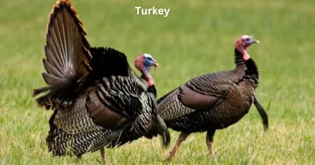 What Is a Large Group of Turkeys Called