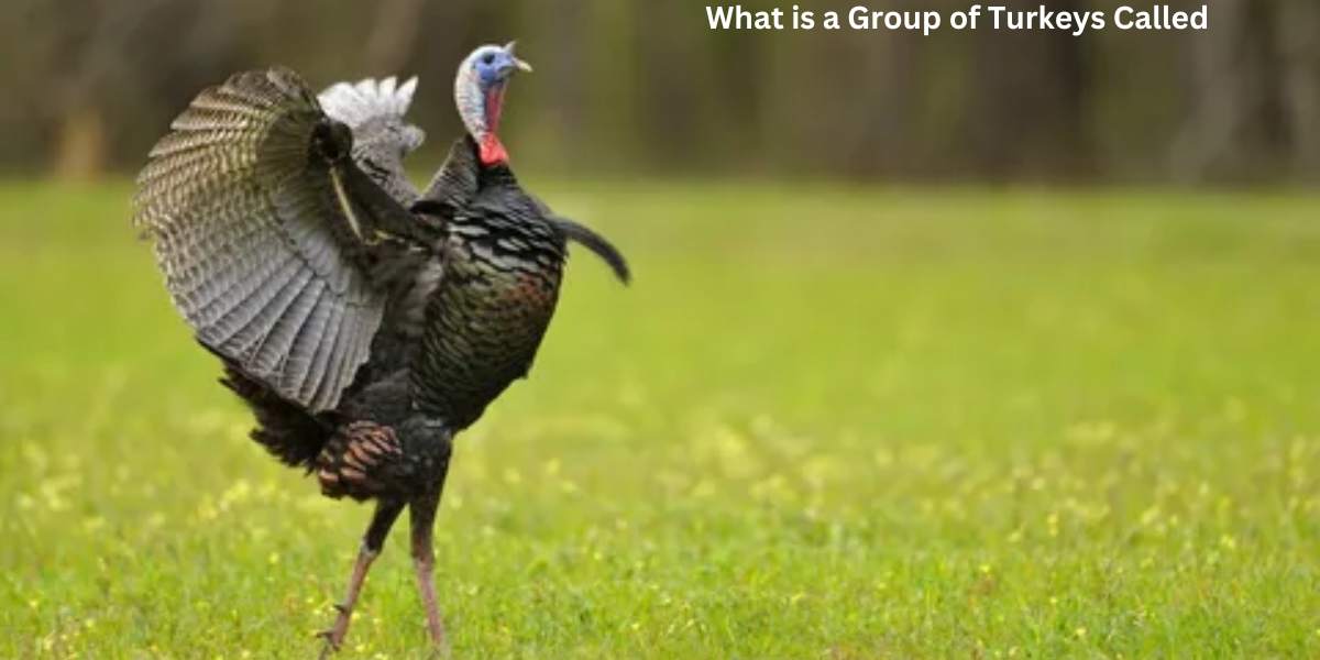 What is a Group of Turkeys Called