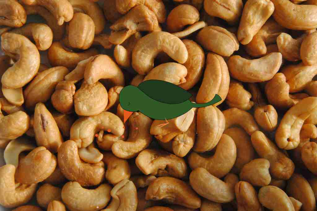 Can Birds Eat Cashews
