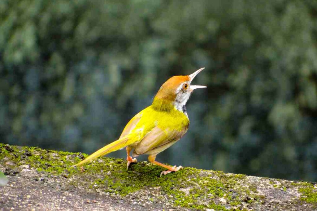 Why Do Birds Chirp At Night Spiritual Meaning?