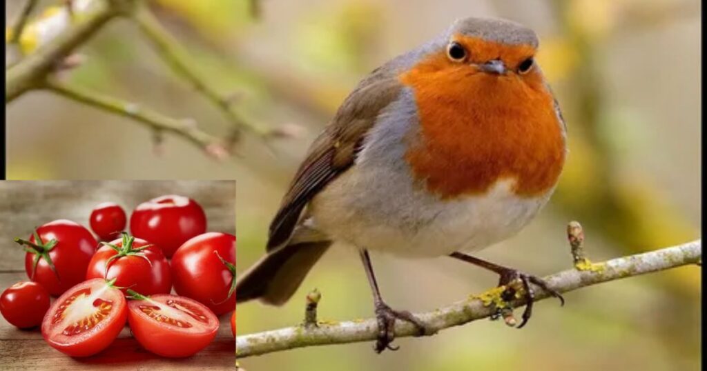 Why Do Birds Eat Tomatoes