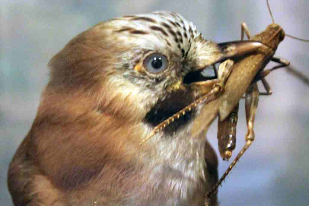 Can Birds Eat Cashews