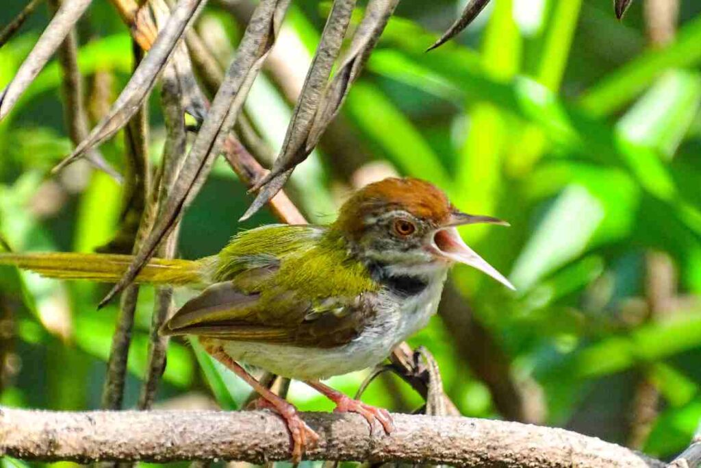 Why do birds sing at night in spring?