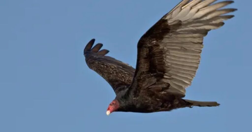 Vultures in Kansas