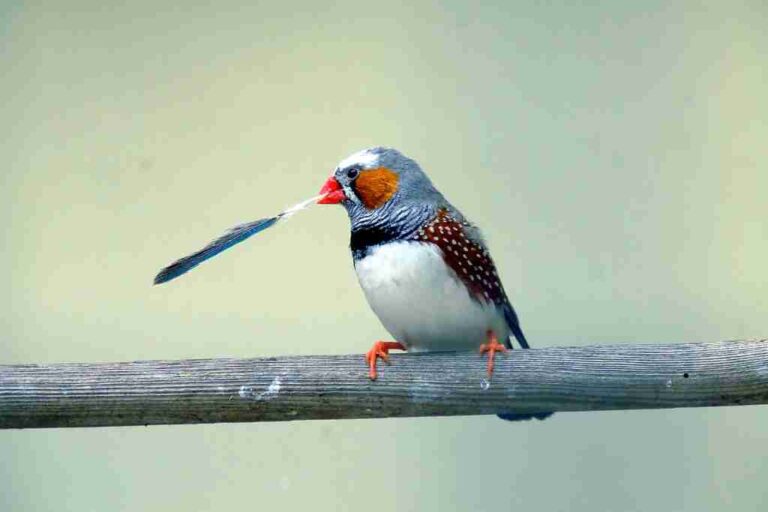 small birds of portugal