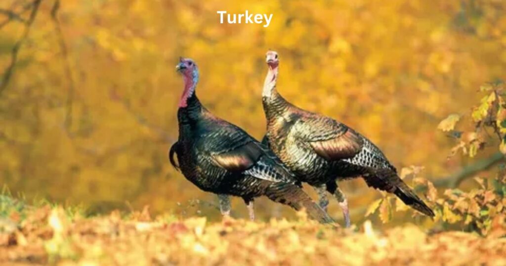 What Is a Large Group of Turkeys Called