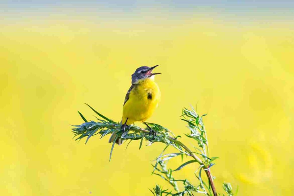 when does a female bird sing