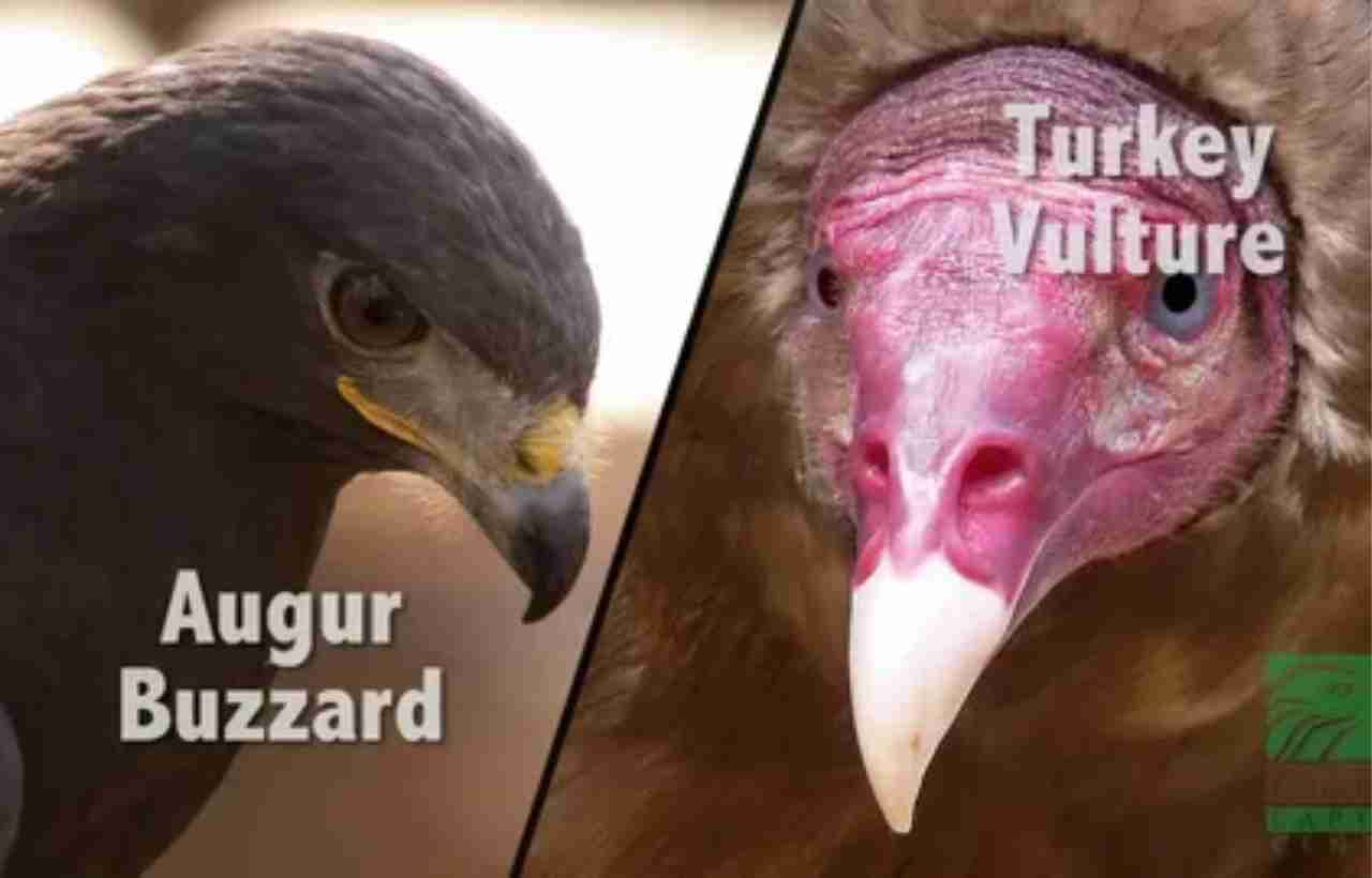 Buzzards vs Vultures: Understanding the Differences and Similarities