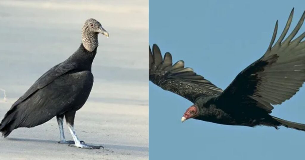 Black Vulture vs Turkey Vulture